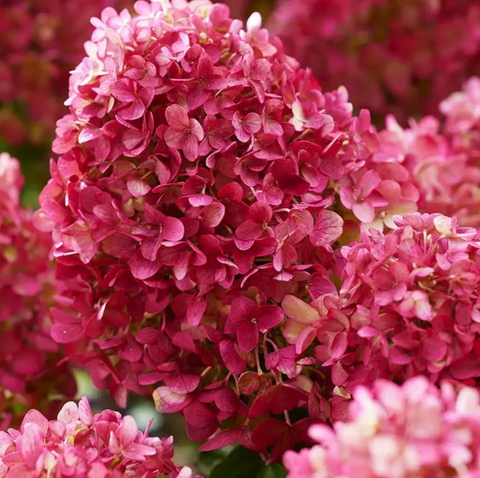 Гортензія волотиста &lsquo;Petite Cherry&lsquo;​ (Hydrangea paniculata &lsquo;Petite Cherry&lsquo;) Petite Cherry фото