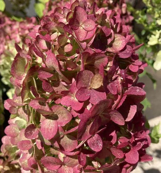 Гортензія волотиста &lsquo;Petite Cherry&lsquo;​ (Hydrangea paniculata &lsquo;Petite Cherry&lsquo;) Petite Cherry фото