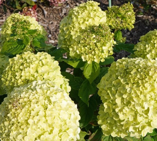 Гортензія волотиста &lsquo;Pandora&rsquo; (Hydrangea paniculata &lsquo;Pandora&rsquo;) C3 Pandora фото