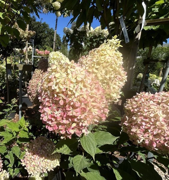Гортензія волотиста &lsquo;Pixio&rsquo;​ (Hydrangea paniculata &lsquo;Pixio&rsquo;) Pixio фото