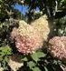 Гортензія волотиста &lsquo;Pixio&rsquo;​ (Hydrangea paniculata &lsquo;Pixio&rsquo;) Pixio фото 2