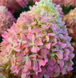 Гортензія волотиста &lsquo;Pixio&rsquo;​ (Hydrangea paniculata &lsquo;Pixio&rsquo;) Pixio фото 3