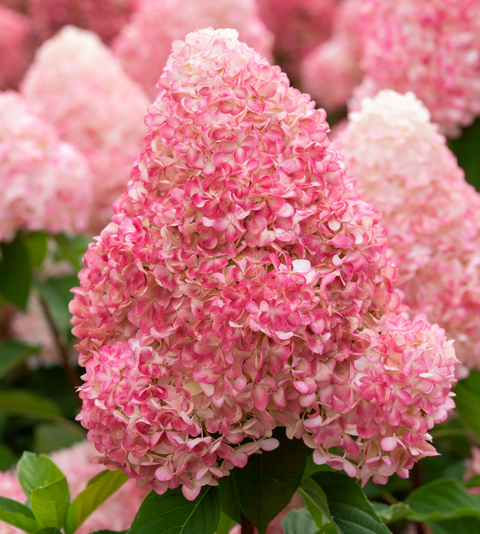 Гортензія волотиста &lsquo;Pink and Rose&rsquo; (Hydrangea paniculata &lsquo;Pink and Rose&rsquo;) C3 Pink and Rose фото