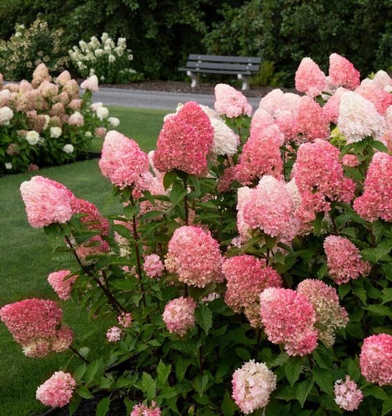 Гортензія волотиста &lsquo;Pink and Rose&rsquo; (Hydrangea paniculata &lsquo;Pink and Rose&rsquo;) C3 Pink and Rose фото