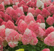 Гортензія волотиста &lsquo;Pink and Rose&rsquo; (Hydrangea paniculata &lsquo;Pink and Rose&rsquo;) C3 Pink and Rose фото 4