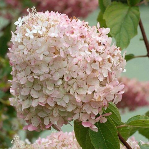 Гортензія волотиста &lsquo;Phantom&rsquo; (Hydrangea paniculata &lsquo;Phantom&rsquo;) C3 Phantom фото