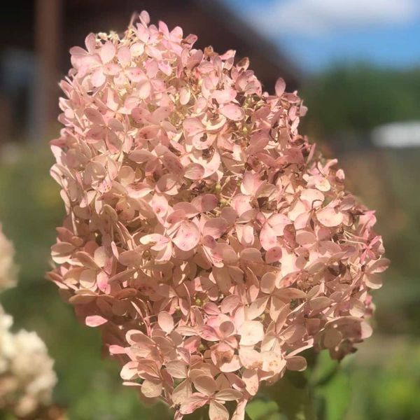 Гортензія волотиста &lsquo;Phantom&rsquo; (Hydrangea paniculata &lsquo;Phantom&rsquo;) C3 Phantom фото