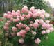 Гортензія волотиста &lsquo;Phantom&rsquo; (Hydrangea paniculata &lsquo;Phantom&rsquo;) C3 Phantom фото 4