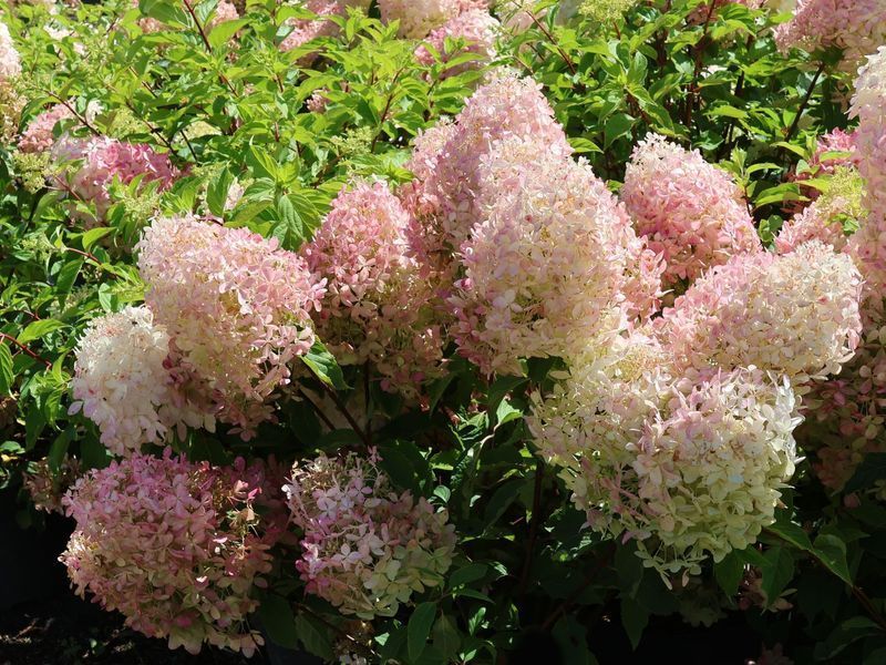 Гортензія волотиста &lsquo;Phantom&rsquo; (Hydrangea paniculata &lsquo;Phantom&rsquo;) C3 Phantom фото
