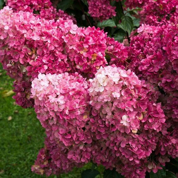 Гортензія волотиста &lsquo;Fraise Melba&rsquo; (Hydrangea paniculata &lsquo;Fraise Melba&rsquo;) C3 Fraise Melba фото