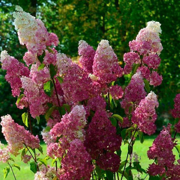 Гортензія волотиста &lsquo;Fraise Melba&rsquo; (Hydrangea paniculata &lsquo;Fraise Melba&rsquo;) C3 Fraise Melba фото