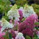 Гортензія волотиста &lsquo;Fraise Melba&rsquo; (Hydrangea paniculata &lsquo;Fraise Melba&rsquo;) C3 Fraise Melba фото 2