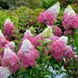 Гортензія волотиста &lsquo;Fraise Melba&rsquo; (Hydrangea paniculata &lsquo;Fraise Melba&rsquo;) C3 Fraise Melba фото 1