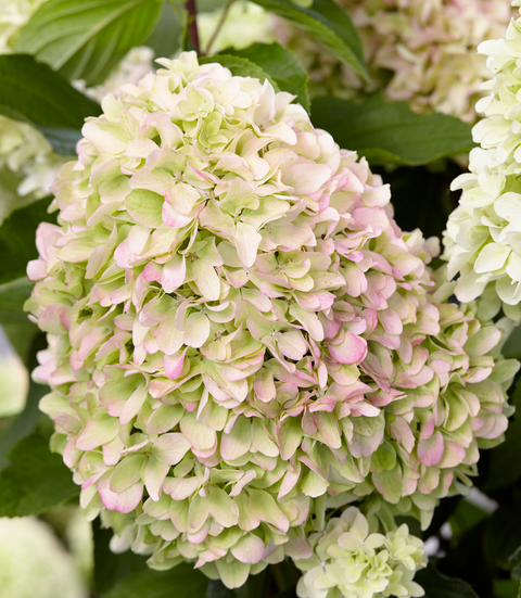 Hydrangea paniculata 'Little Fresco'​ (Гортензія волотиста ʼLittle Frescoʼ) Hydrangea paniculata 'Little Fresco' фото