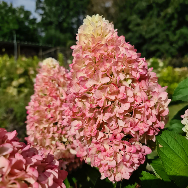 Hydrangea paniculata 'Little Fresco'​ (Гортензія волотиста ʼLittle Frescoʼ) Hydrangea paniculata 'Little Fresco' фото