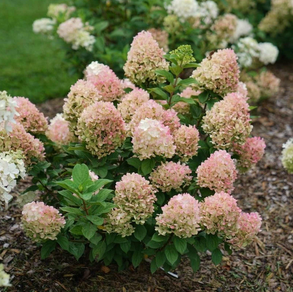 Гортензія волотиста 'Little Lime Punch' (Hydrangea paniculata 'Little Lime Punch') Little Lime Punch фото