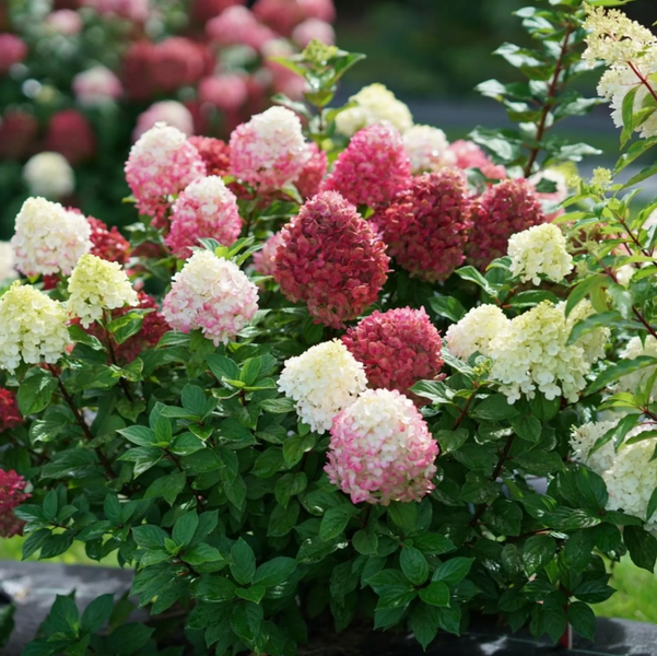 Гортензія волотиста 'Little Lime Punch' (Hydrangea paniculata 'Little Lime Punch') Little Lime Punch фото