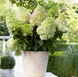 Hydrangea paniculata 'Little Fresco'​ (Гортензія волотиста ʼLittle Frescoʼ) Hydrangea paniculata 'Little Fresco' фото 3