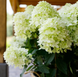 Гортензія волотиста &lsquo;Whitelight' (Hydrangea paniculata &lsquo;Whitelight&rsquo;) Whitelight фото 3