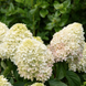 Hydrangea paniculata 'Little Fresco'​ (Гортензія волотиста ʼLittle Frescoʼ) Hydrangea paniculata 'Little Fresco' фото 2