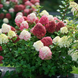 Гортензія волотиста 'Little Lime Punch' (Hydrangea paniculata 'Little Lime Punch') Little Lime Punch фото 2