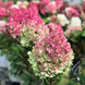 Гортензія волотиста 'Little Lime Punch' (Hydrangea paniculata 'Little Lime Punch') Little Lime Punch фото 1