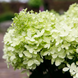 Гортензія волотиста &lsquo;Whitelight' (Hydrangea paniculata &lsquo;Whitelight&rsquo;) Whitelight фото 1