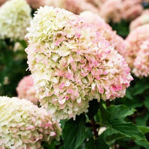 Гортензія волотиста &lsquo;Pinkachu&rsquo; (Hydrangea paniculata &lsquo;Pinkachu&rsquo;​) Pinkachu фото