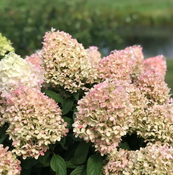 Гортензія волотиста &lsquo;Pinkachu&rsquo; (Hydrangea paniculata &lsquo;Pinkachu&rsquo;​) Pinkachu фото