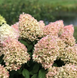 Гортензія волотиста &lsquo;Pinkachu&rsquo; (Hydrangea paniculata &lsquo;Pinkachu&rsquo;​) Pinkachu фото 2