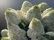 Гортензія волотиста 'Magical Mont Blanc' (Hydrangea paniculata 'Magical Mont Blanc'​) Magical Mont Blanc фото 4