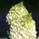 Гортензія волотиста 'Magical Mont Blanc' (Hydrangea paniculata 'Magical Mont Blanc'​) Magical Mont Blanc фото 1