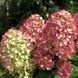 Гортензія волотиста &lsquo;Pinkachu&rsquo; (Hydrangea paniculata &lsquo;Pinkachu&rsquo;​) Pinkachu фото 3