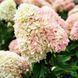 Гортензія волотиста &lsquo;Pinkachu&rsquo; (Hydrangea paniculata &lsquo;Pinkachu&rsquo;​) Pinkachu фото 1