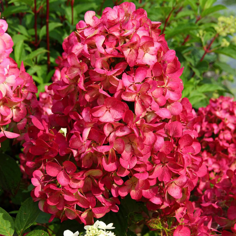 Гортензія волотиста &lsquo;Diamant Rouge&rsquo; (Hydrangea paniculata &lsquo;Diamant Rouge&rsquo;) Diamant Rouge фото