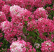 Гортензія волотиста &lsquo;Diamant Rouge&rsquo; (Hydrangea paniculata &lsquo;Diamant Rouge&rsquo;) Diamant Rouge фото 2