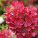 Гортензія волотиста &lsquo;Diamant Rouge&rsquo; (Hydrangea paniculata &lsquo;Diamant Rouge&rsquo;) Diamant Rouge фото 4