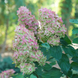 Гортензія волотиста 'Metallica' (Hydrangea paniculata 'Metallica')​ Metallica фото 2
