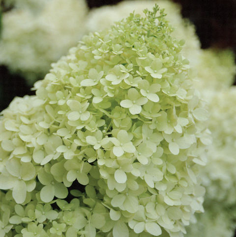 Гортензія волотиста &lsquo;Limelight&rsquo; (Hydrangea paniculata &lsquo;Limelight&rsquo;​) Limelight фото