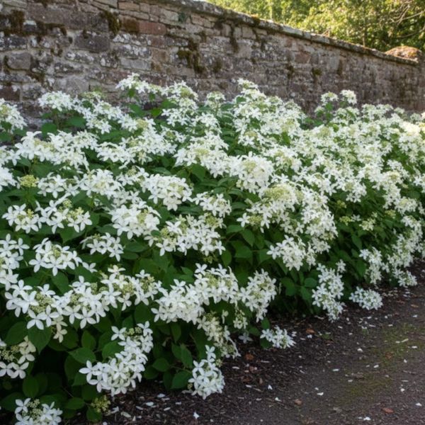 Гортензія волотиста &lsquo;Great Star&rsquo; ​(Hydrangea paniculata &lsquo;Great Star&rsquo;) C3 Great Star фото