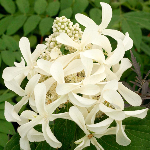 Гортензія волотиста &lsquo;Great Star&rsquo; ​(Hydrangea paniculata &lsquo;Great Star&rsquo;) C3 Great Star фото