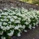 Гортензія волотиста &lsquo;Great Star&rsquo; ​(Hydrangea paniculata &lsquo;Great Star&rsquo;) C3 Great Star фото 3