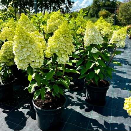 Гортензія волотиста &lsquo;Kilimanjaro&lsquo;​ (Hydrangea paniculata &lsquo;Kilimanjaro&lsquo;​) Kilimanjaro фото