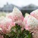 Гортензія волотиста &lsquo;Strawberry Blossom&lsquo;​ (Hydrangea paniculata &lsquo;Strawberry Blossom&lsquo;​) Strawberry Blossom фото 1