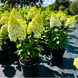 Гортензія волотиста &lsquo;Kilimanjaro&lsquo;​ (Hydrangea paniculata &lsquo;Kilimanjaro&lsquo;​) Kilimanjaro фото 4