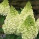 Гортензія волотиста &lsquo;Kilimanjaro&lsquo;​ (Hydrangea paniculata &lsquo;Kilimanjaro&lsquo;​) Kilimanjaro фото 1