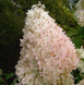 Гортензія волотиста &lsquo;Mega Pearl&lsquo;​ (Hydrangea paniculata &lsquo;Mega Pearl&lsquo;​) C3 Mega Pearl фото 1
