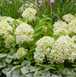 Гортензія волотиста &lsquo;Little Spooky&rsquo; (Hydrangea paniculata &lsquo;Little Spooky') Little Spooky фото 4