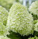 Гортензія волотиста &lsquo;Little Spooky&rsquo; (Hydrangea paniculata &lsquo;Little Spooky') Little Spooky фото 1