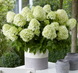 Гортензія волотиста &lsquo;Little Spooky&rsquo; (Hydrangea paniculata &lsquo;Little Spooky') Little Spooky фото 3